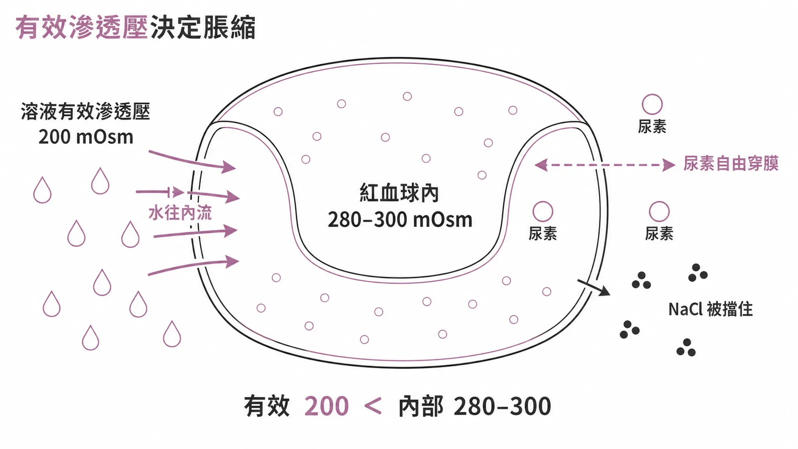 有效滲透壓決定紅血球脹縮，尿素可自由穿膜不算