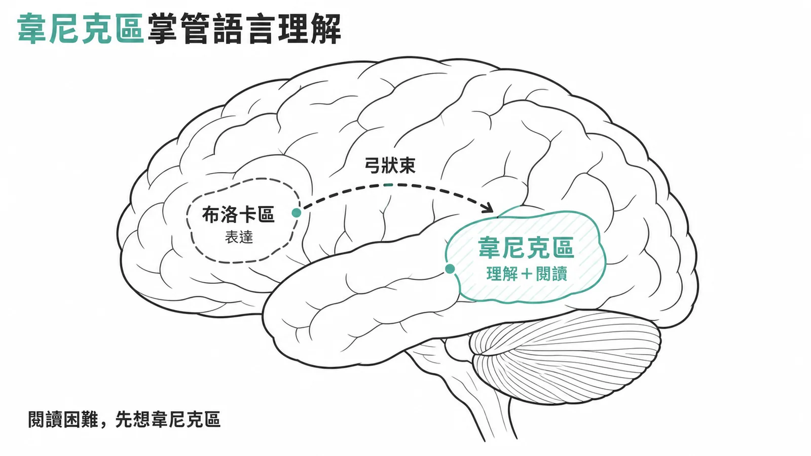 大腦語言區域功能分工示意圖