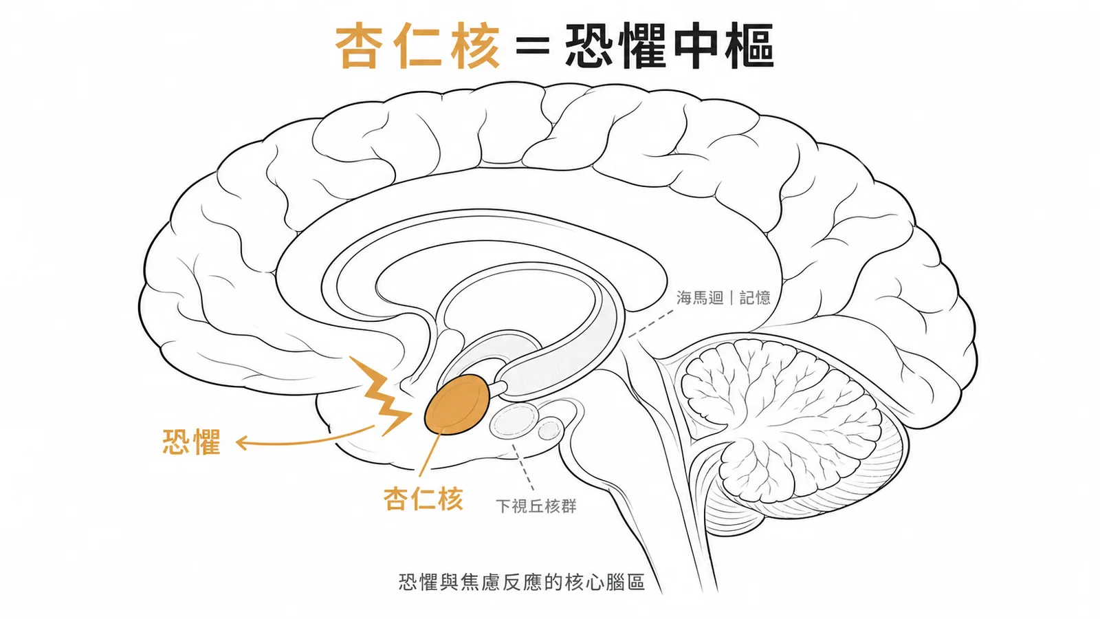 杏仁核是處理恐懼情緒的核心腦區