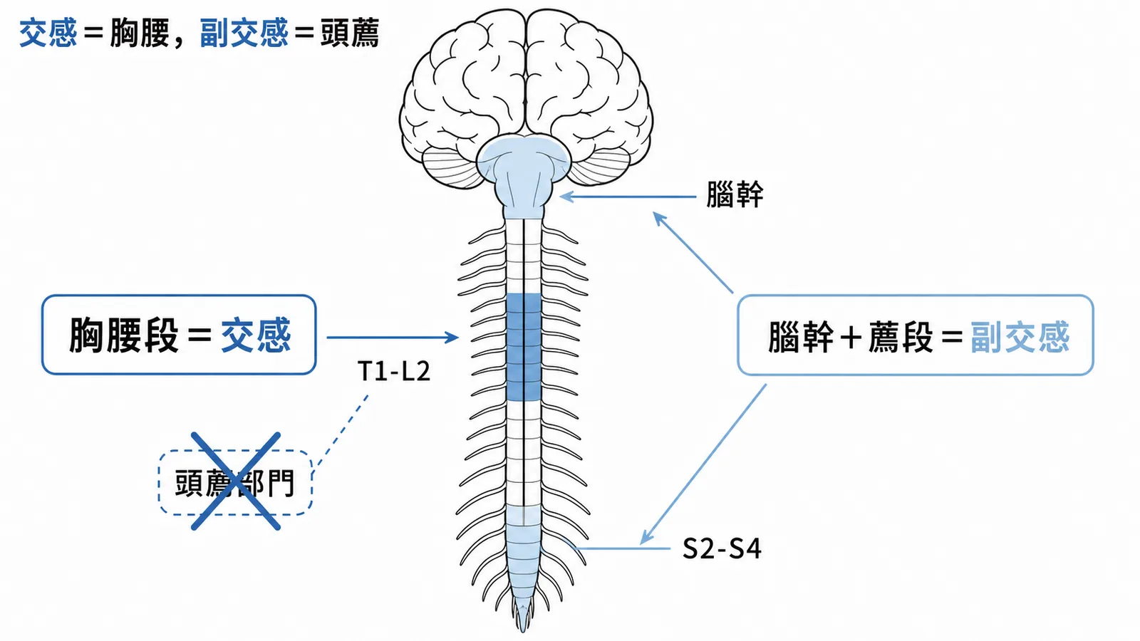 交感與副交感神經系統的起源部位對照