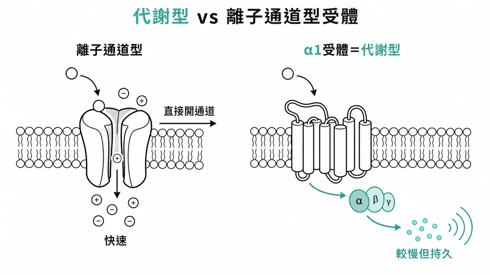 代謝型受體透過G蛋白啟動第二信使系統