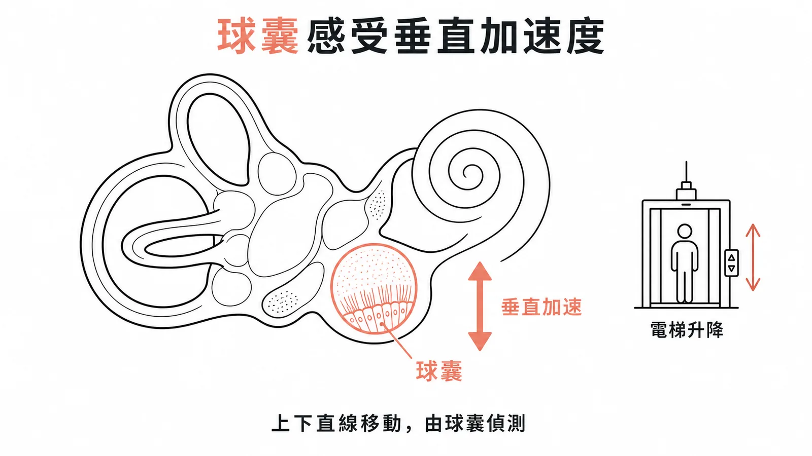 球囊感受垂直加速度的前庭系統分工