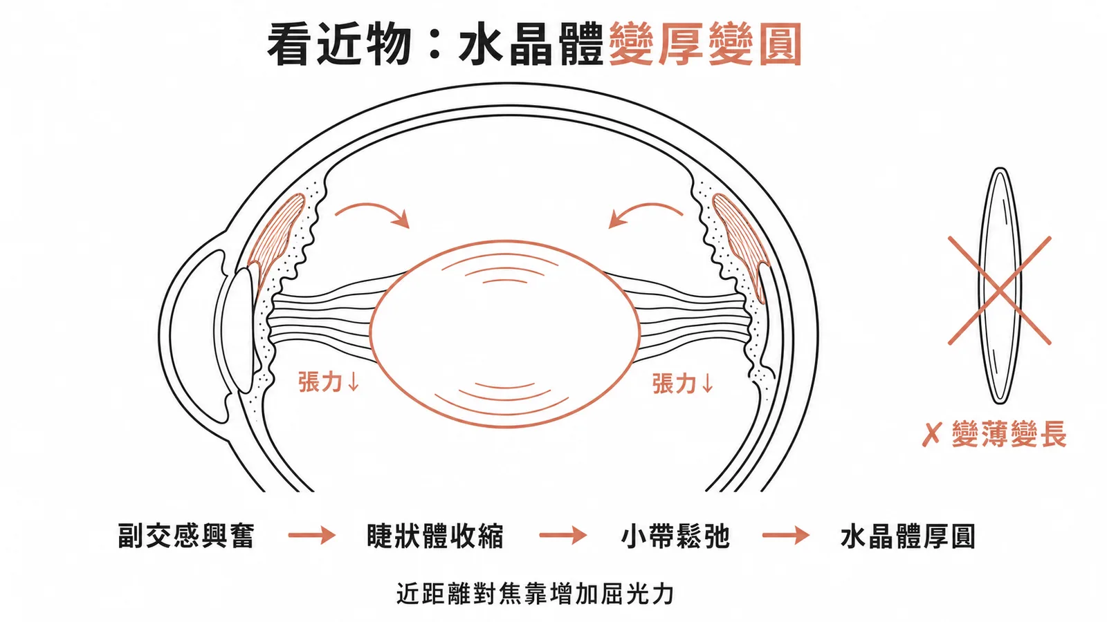 副交感神經興奮時眼睛的調節反應流程