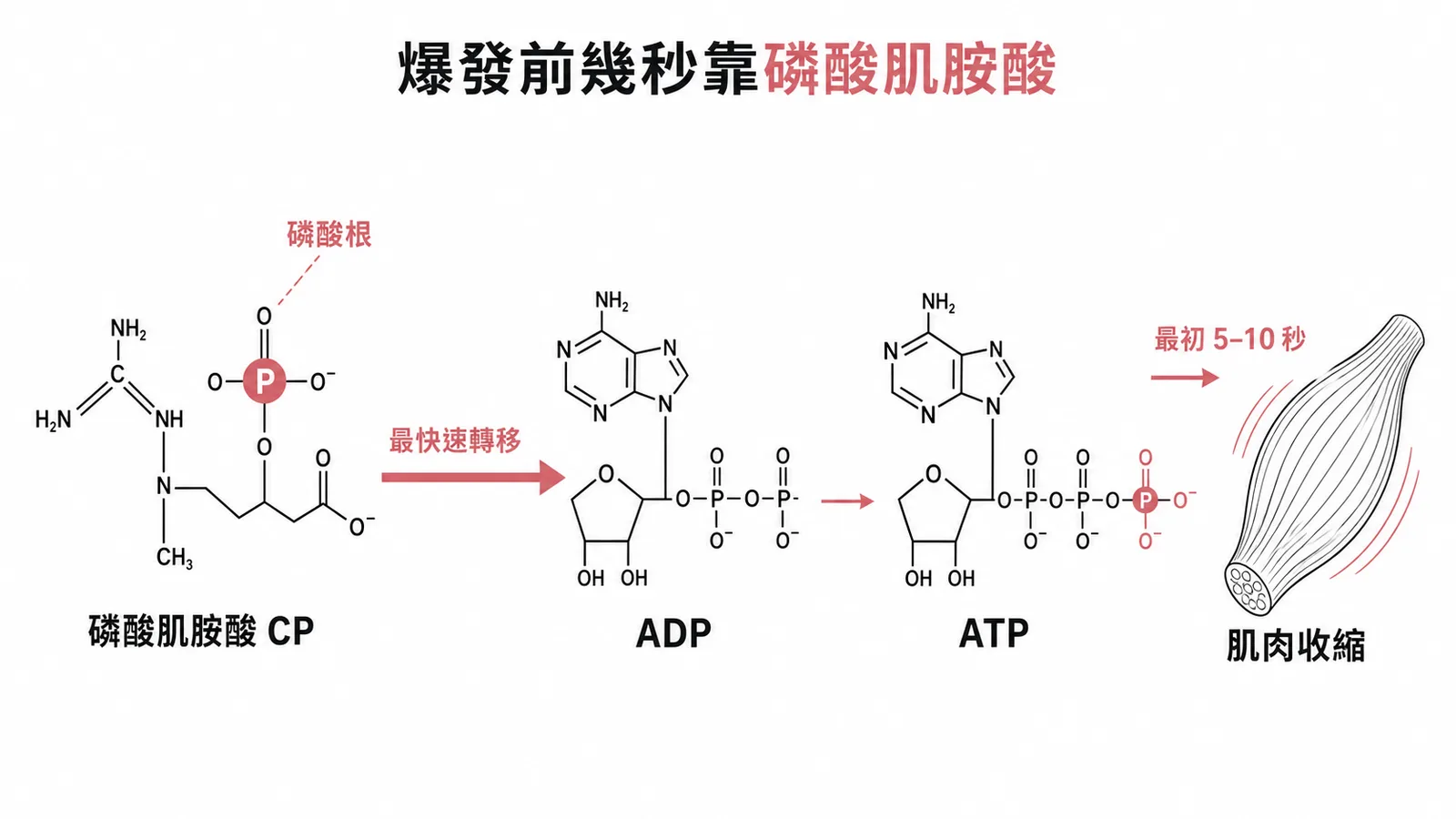 運動初始幾秒鐘ATP由磷酸肌胺酸快速供應