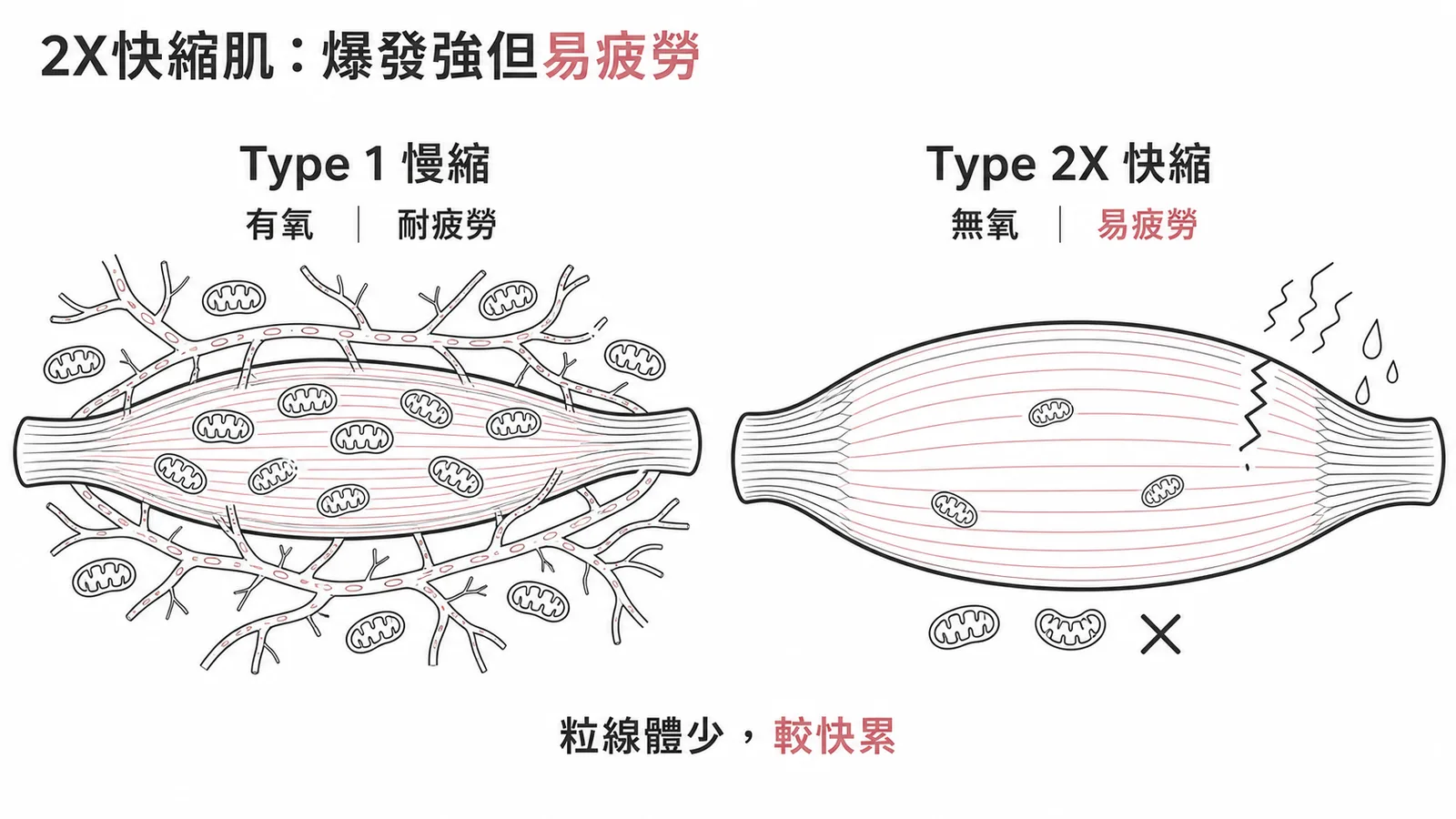 Type 1慢縮肌與Type 2X快縮肌特性對比