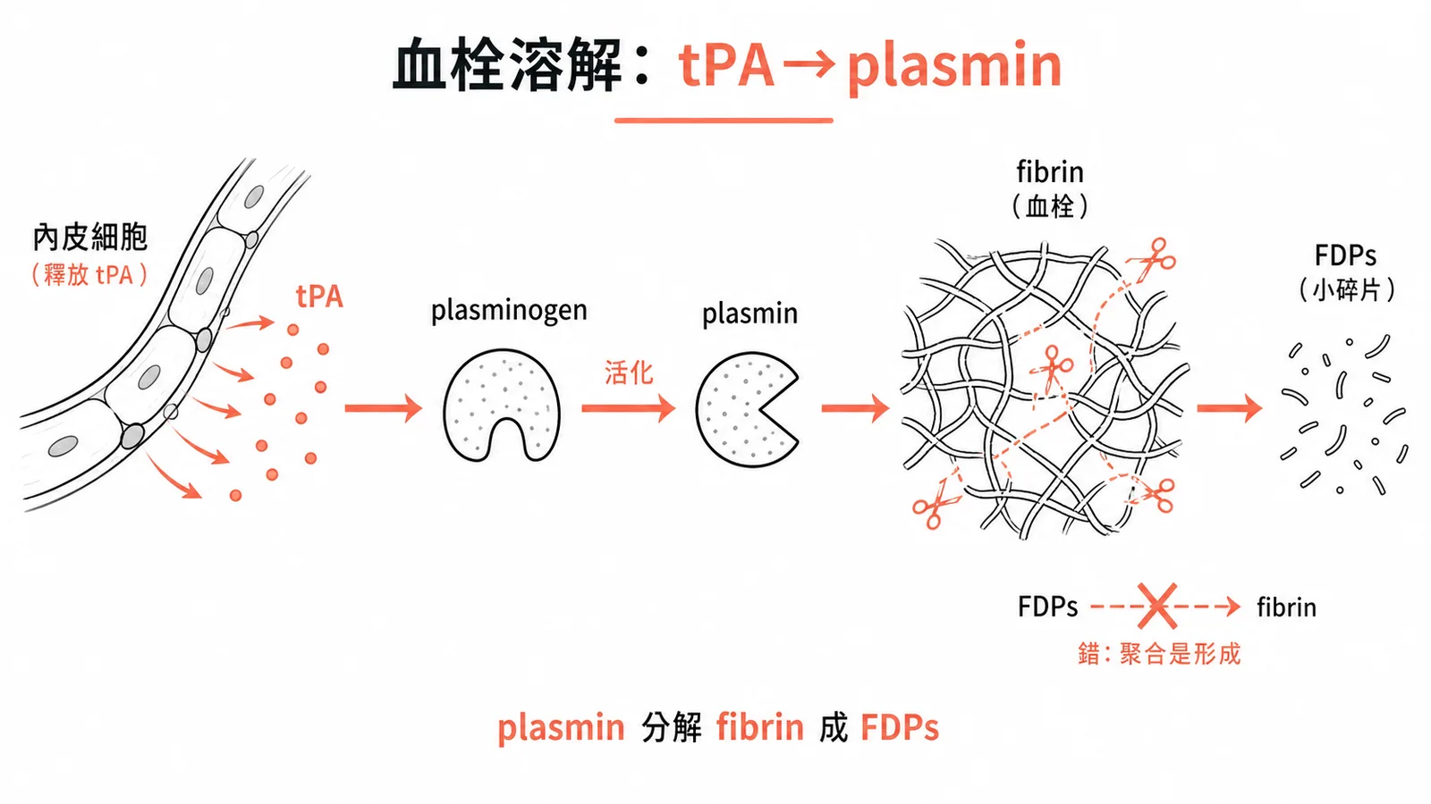血栓溶解流程：tPA活化plasminogen分解fibrin