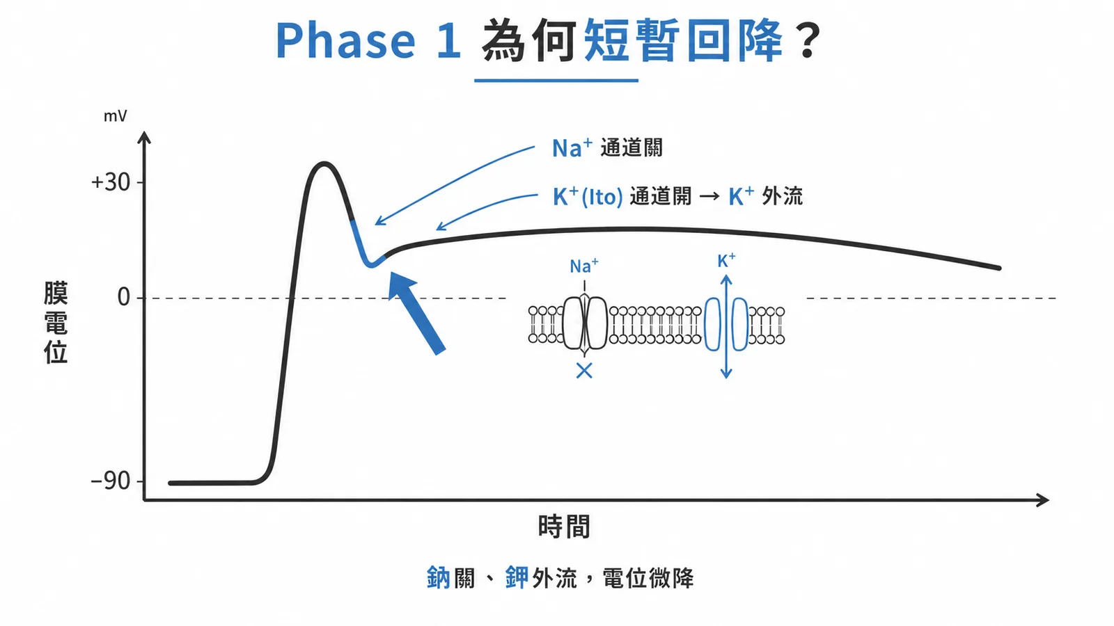 心肌細胞動作電位 Phase 1 鈉離子通道關閉同時瞬時鉀離子通道開啟