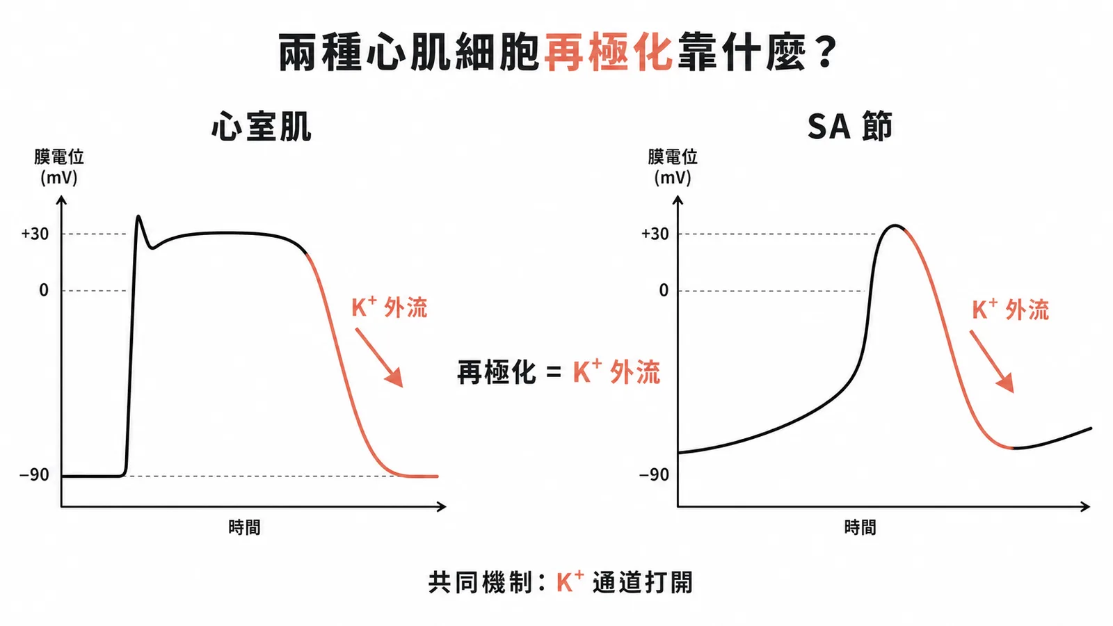 心室肌細胞與 SA 節細胞再極化都靠 K⁺ 外流的對照圖