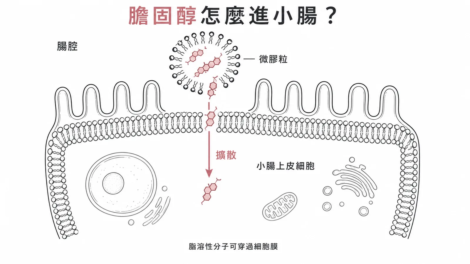 游離膽固醇靠被動擴散穿過小腸上皮細胞膜吸收