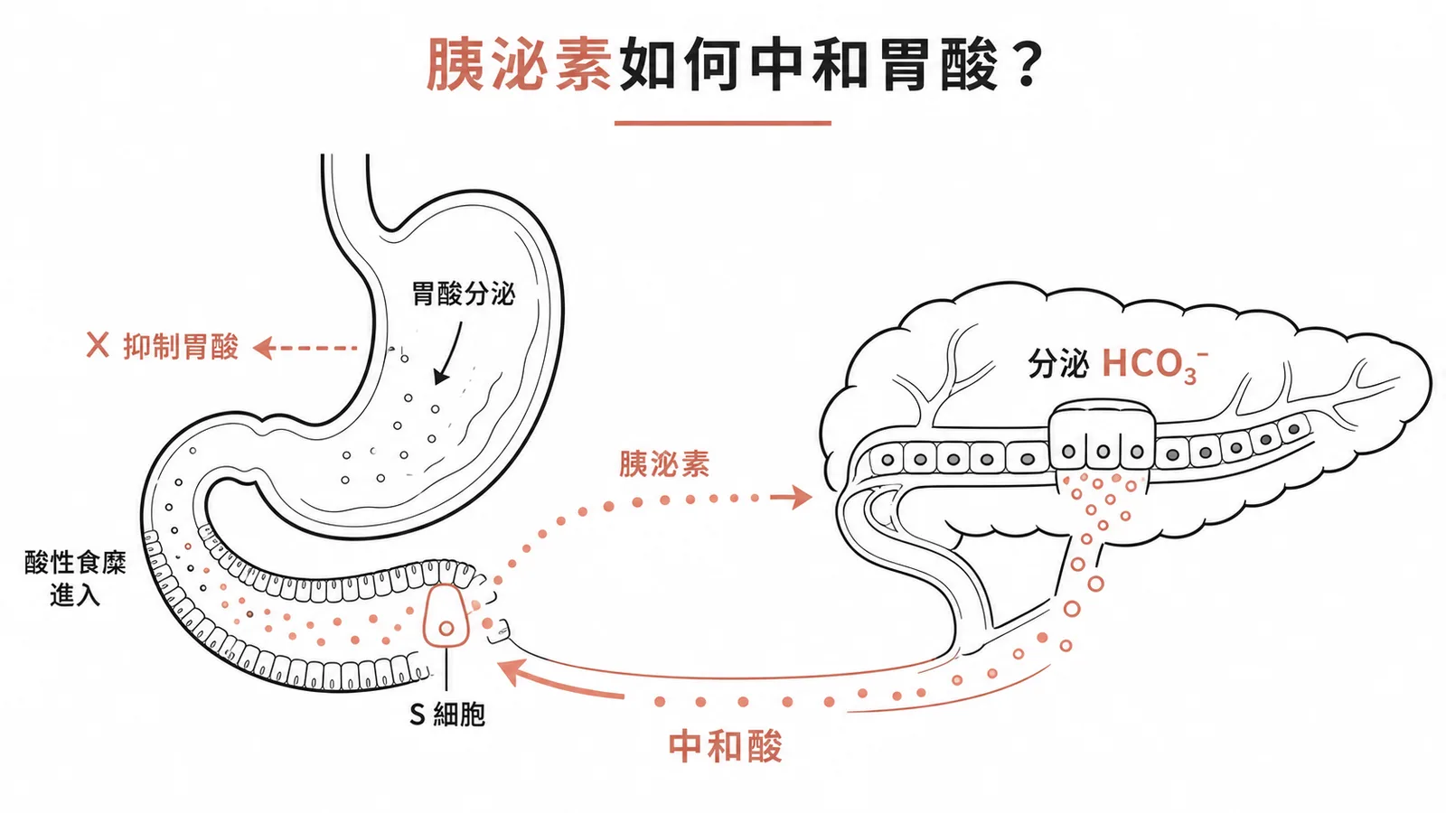 胰泌素刺激胰臟分泌碳酸氫根中和胃酸並抑制胃酸分泌
