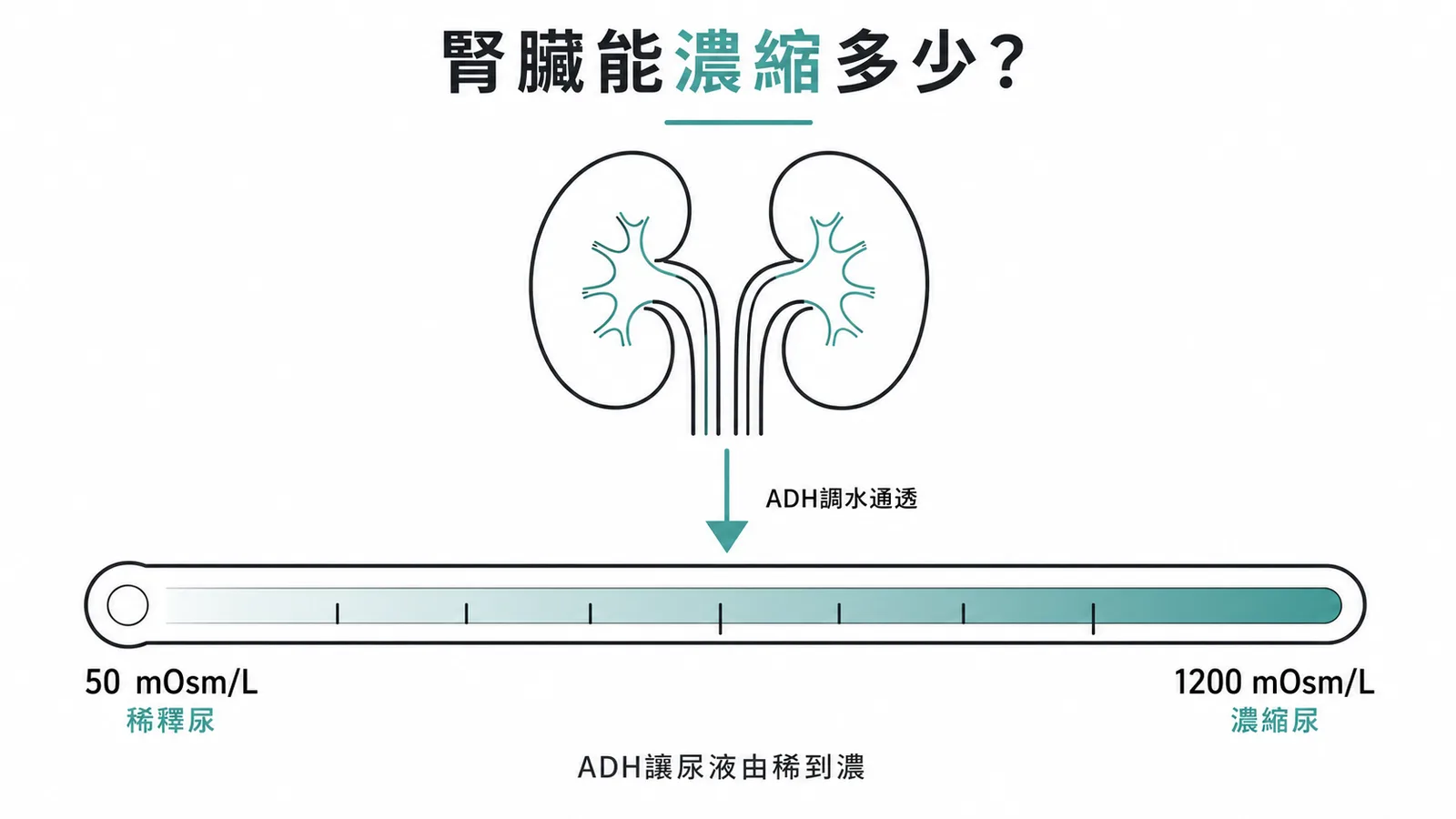 腎臟尿液滲透壓範圍從 50 到 1200 mOsm/L