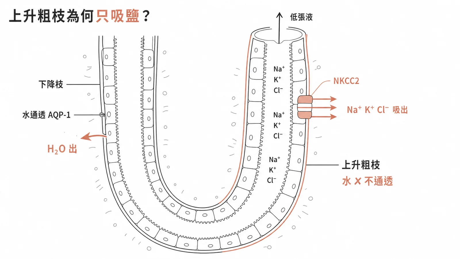 亨氏管上升段粗枝對水不通透只重吸收溶質使管腔液變低張