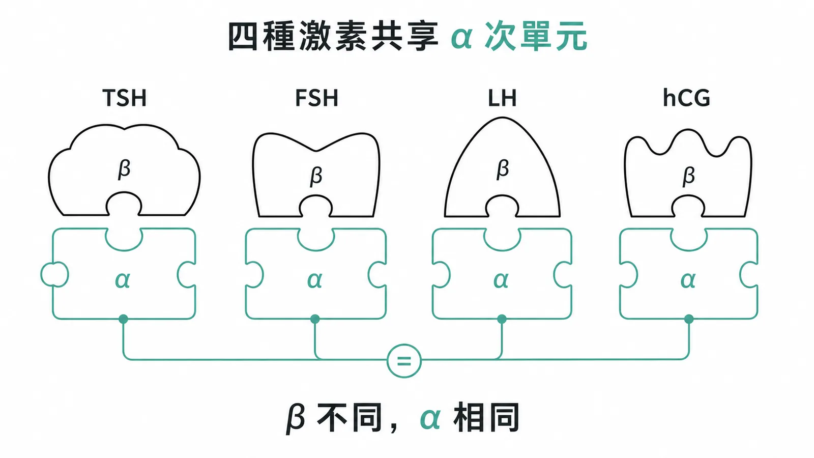 TSH、FSH、LH、hCG 共享 alpha 次單元的拼圖示意圖