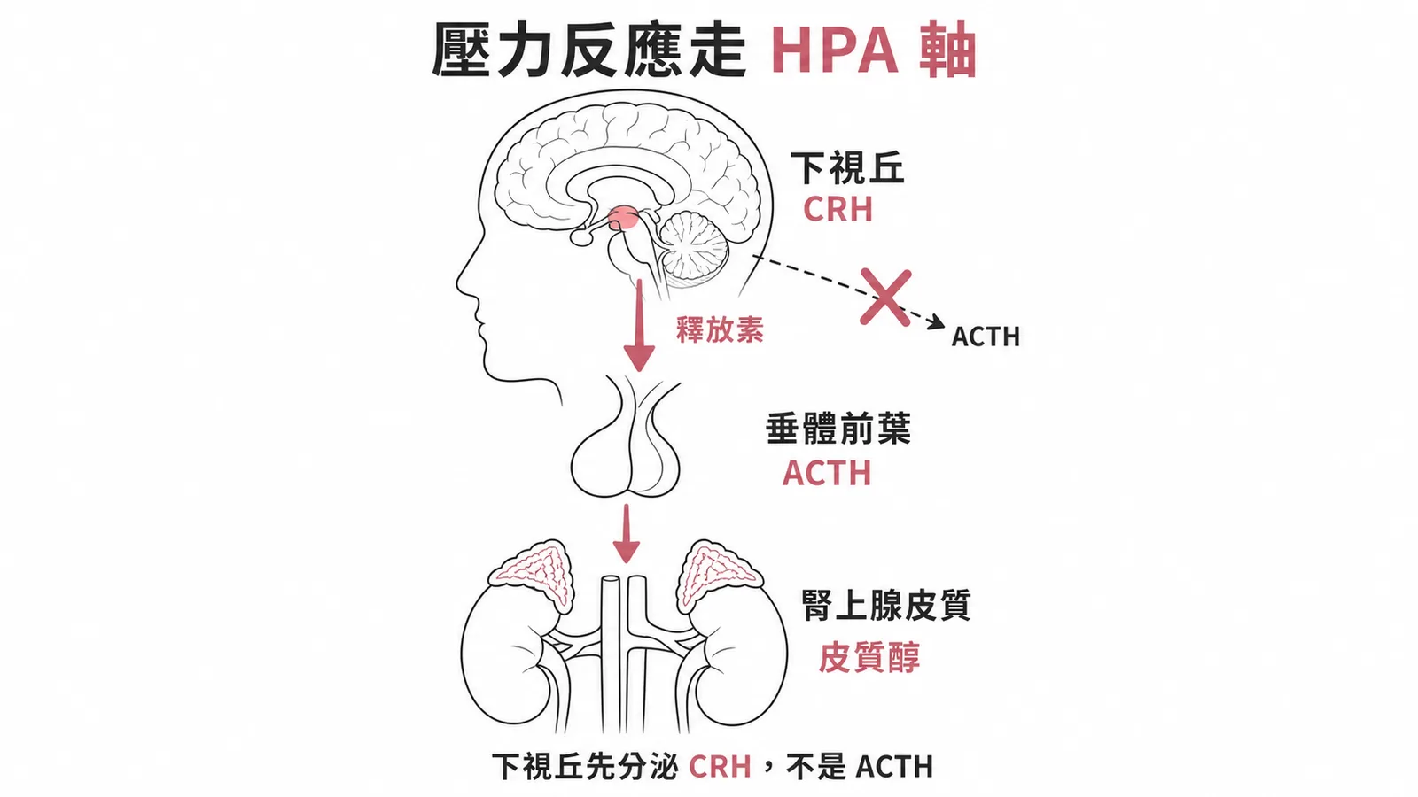 HPA 軸流程:下視丘分泌 CRH 而非 ACTH
