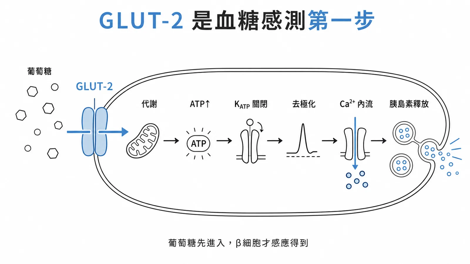 β細胞感應血糖流程:GLUT-2 進入→代謝→ATP→鉀離子通道關閉→鈣內流→胰島素釋放