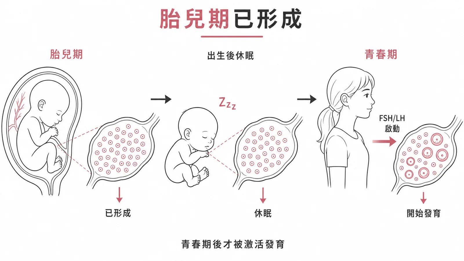 原始濾泡在胎兒期形成、青春期才被激活發育的時間軸