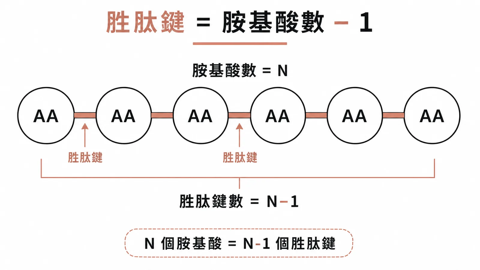N 個胺基酸形成 N-1 個胜肽鍵的多肽鏈示意圖
