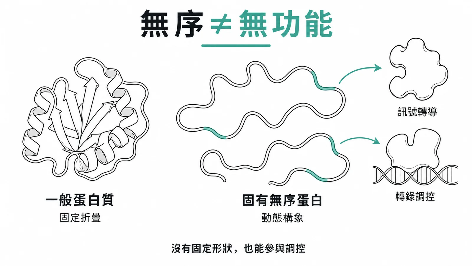 固有無序蛋白無固定三維結構但仍具訊號轉導與轉錄調控功能