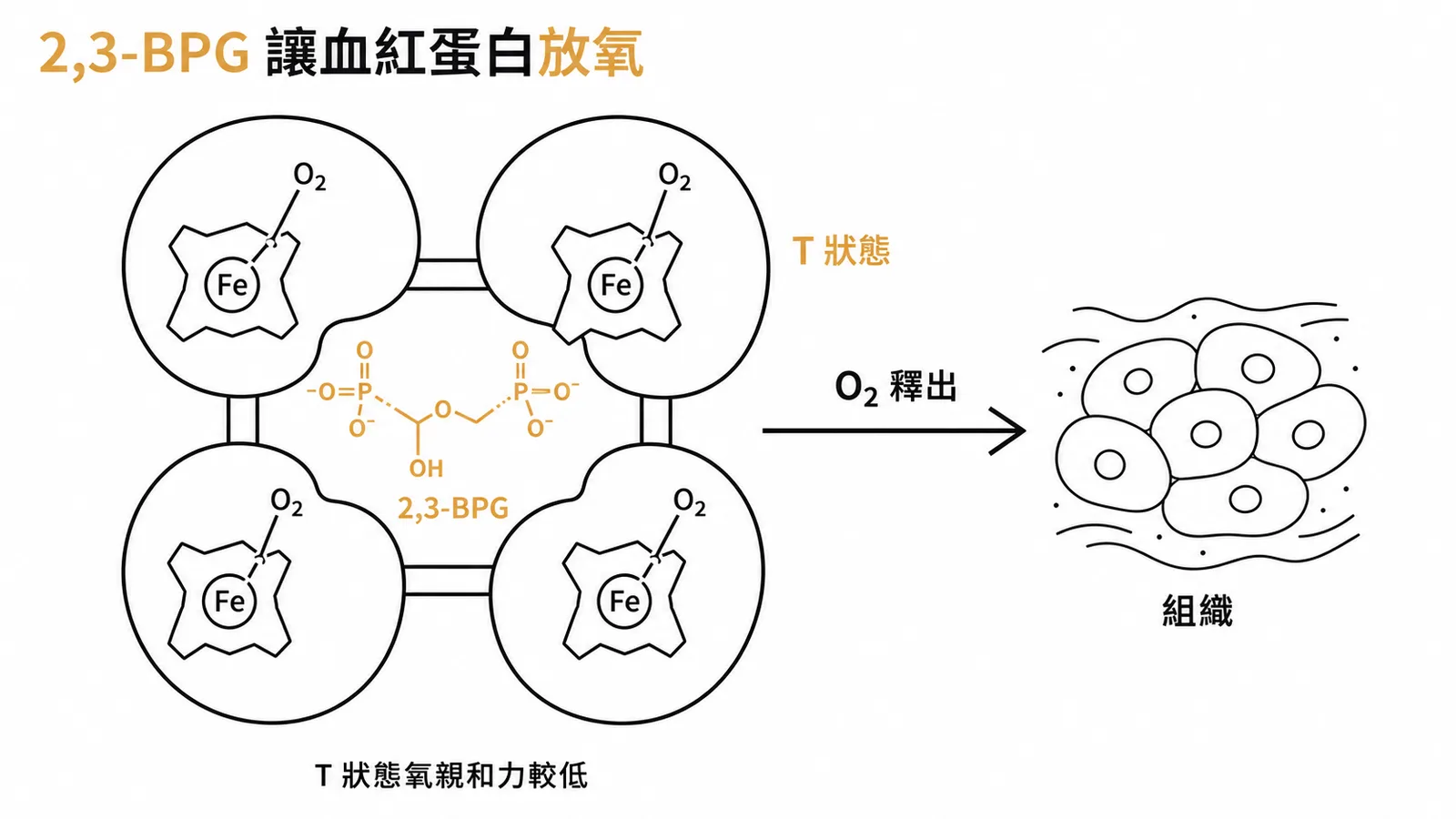 2,3-BPG 穩定血紅蛋白 T 狀態促進氧氣釋放到組織