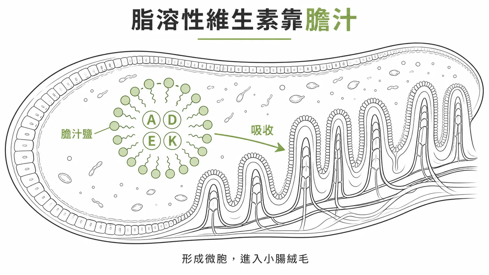 脂溶性維生素 A、D、E、K 需要膽汁乳化形成微胞才能被小腸吸收