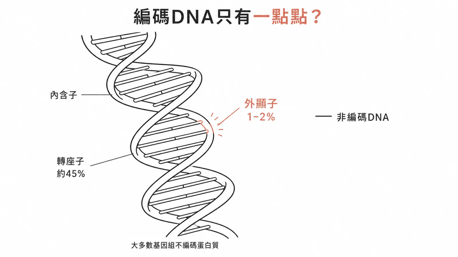 人類基因組中僅約 1-2% 的外顯子 DNA 編碼蛋白質