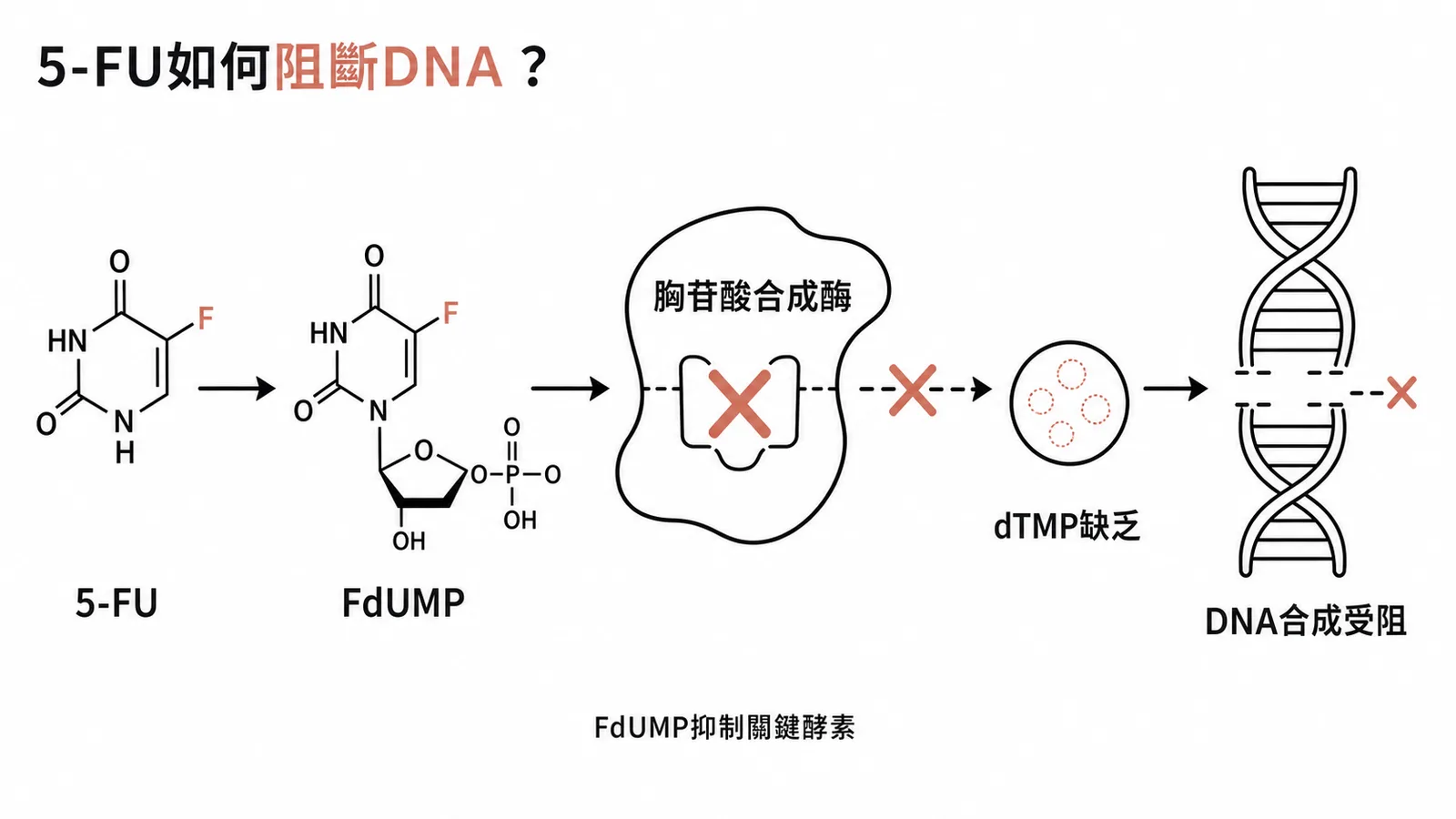 5-FU代謝物FdUMP抑制胸苷酸合成酶阻斷DNA合成