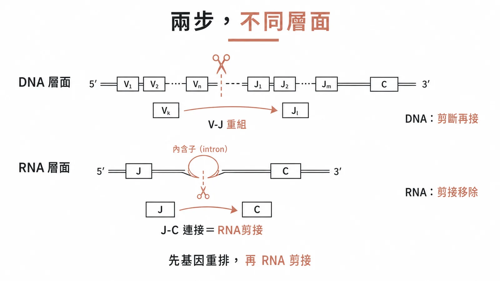 抗體輕鏈V-J重組在DNA層面而J-C連接在RNA剪接層面