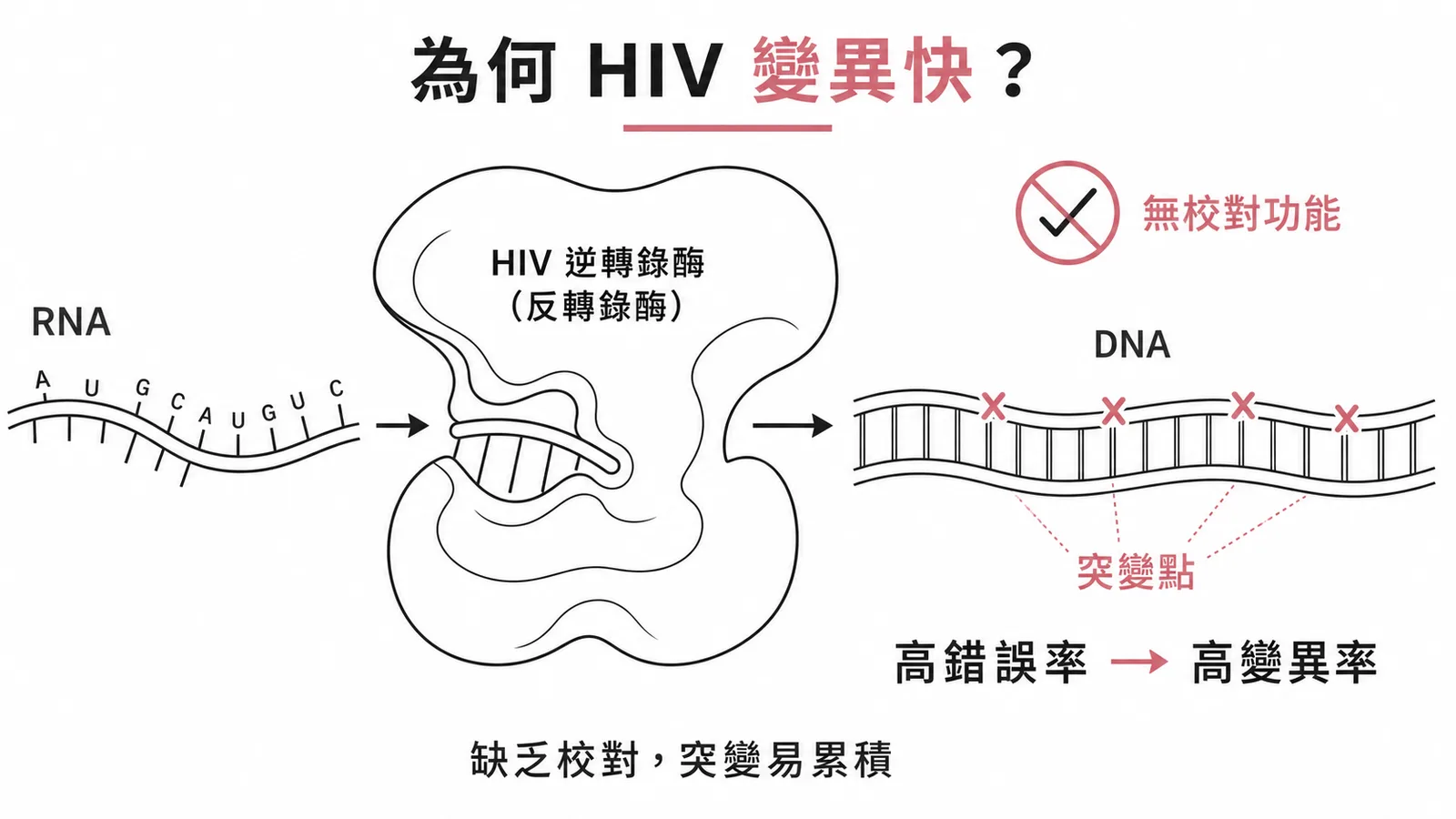 HIV反轉錄酶缺乏校對功能導致高變異率