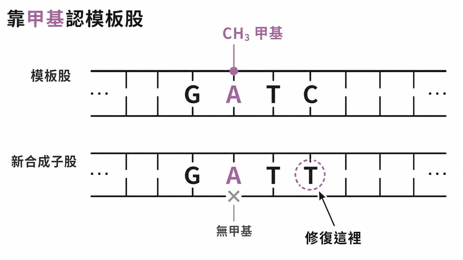 大腸桿菌用腺嘌呤甲基化標記模板股DNA進行錯配修復