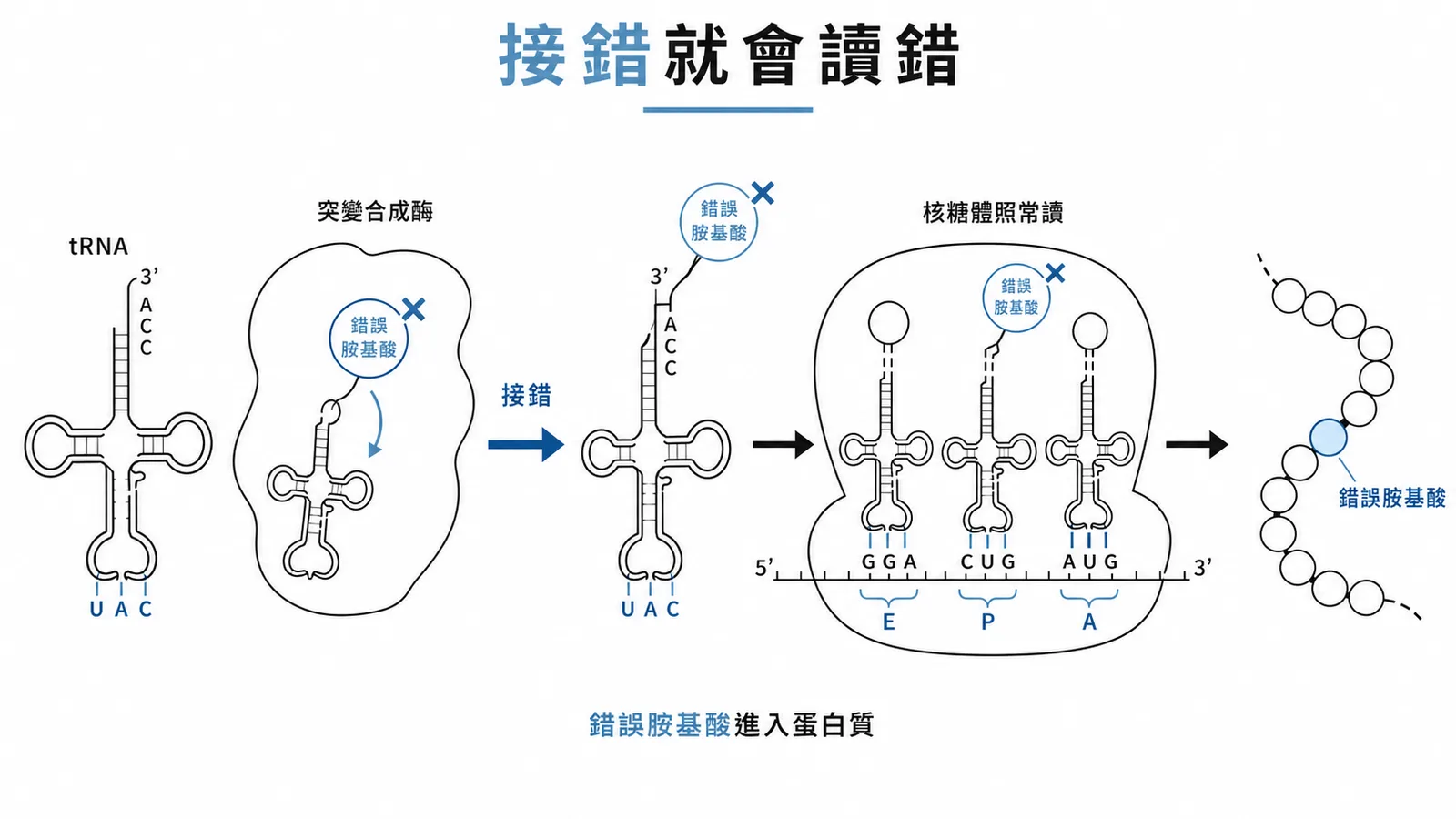胺醯-tRNA合成酶專一性降低導致錯誤胺基酸進入蛋白質