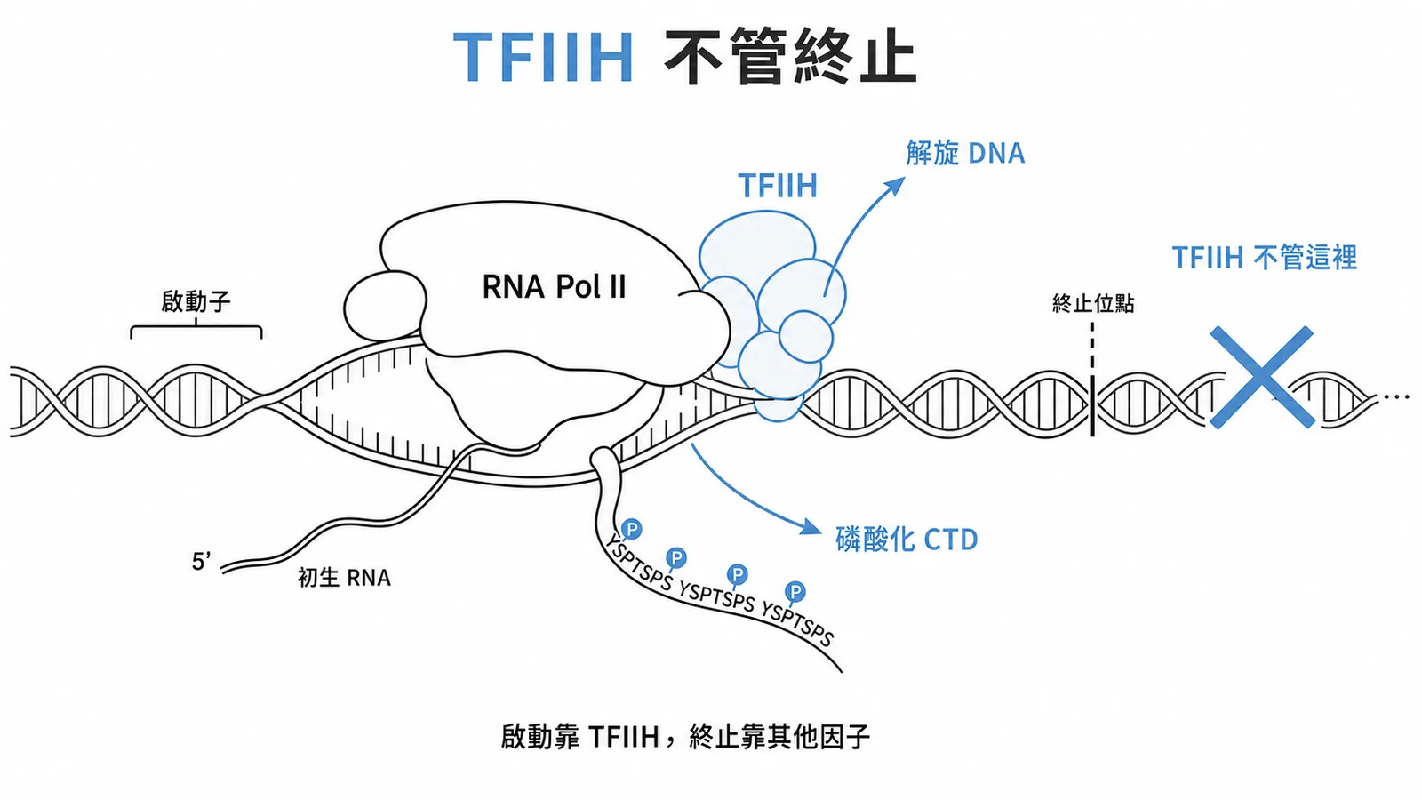 TFIIH參與轉錄起始而非終止