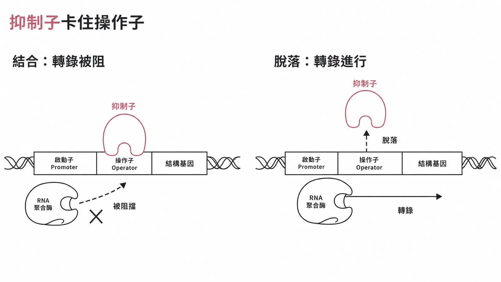抑制子蛋白質直接結合操作子阻礙轉錄