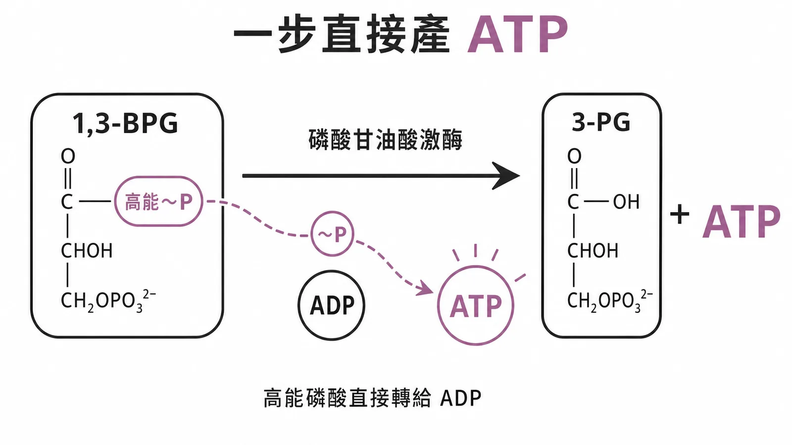 1,3-雙磷酸甘油酸經受質階層磷酸化直接產生ATP