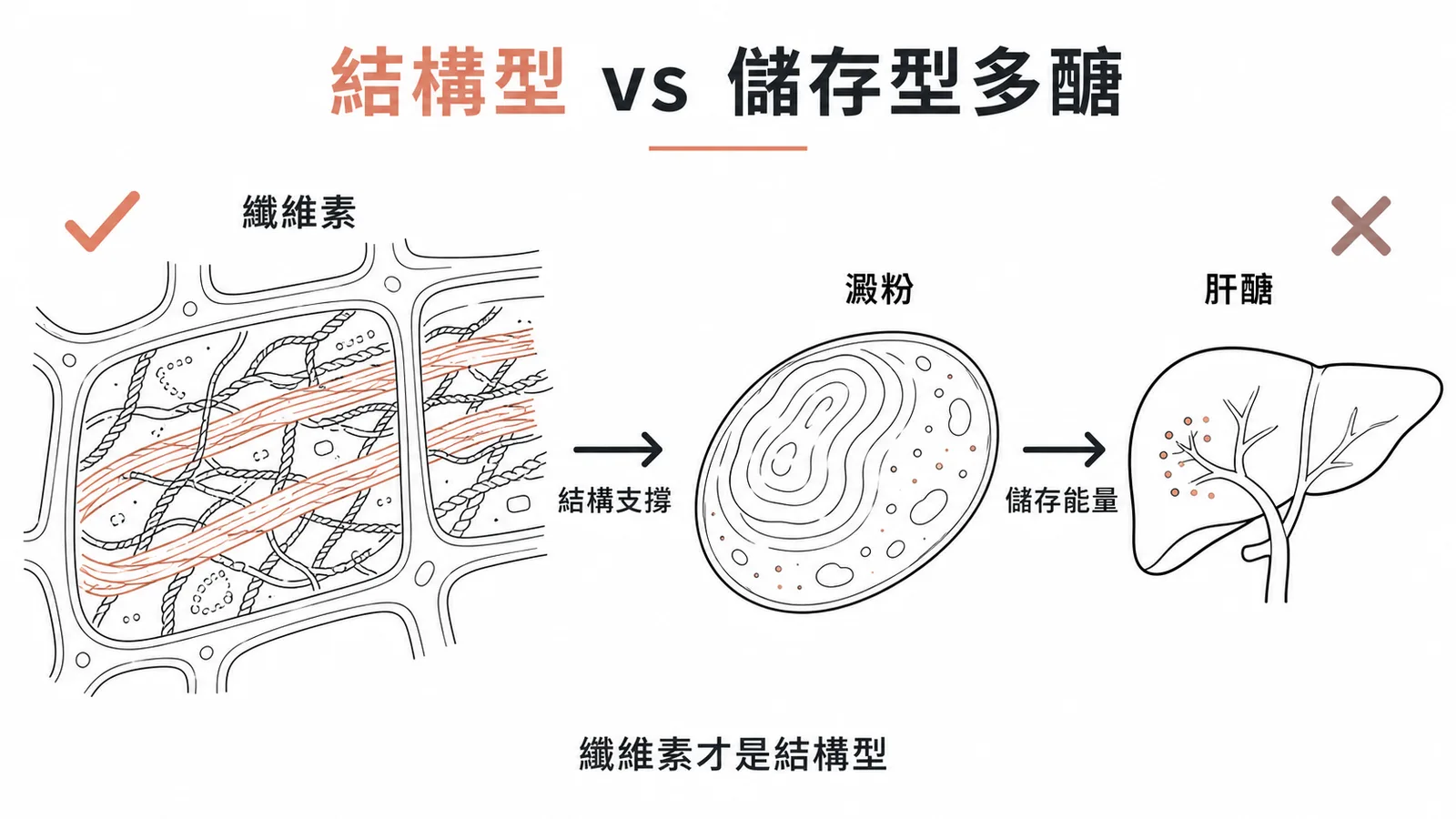 結構型多醣纖維素支撐細胞壁vs儲存型多醣澱粉肝醣儲存能量