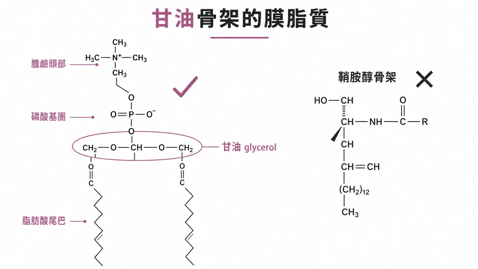 磷脂膽鹼以甘油為骨架的分子結構示意圖