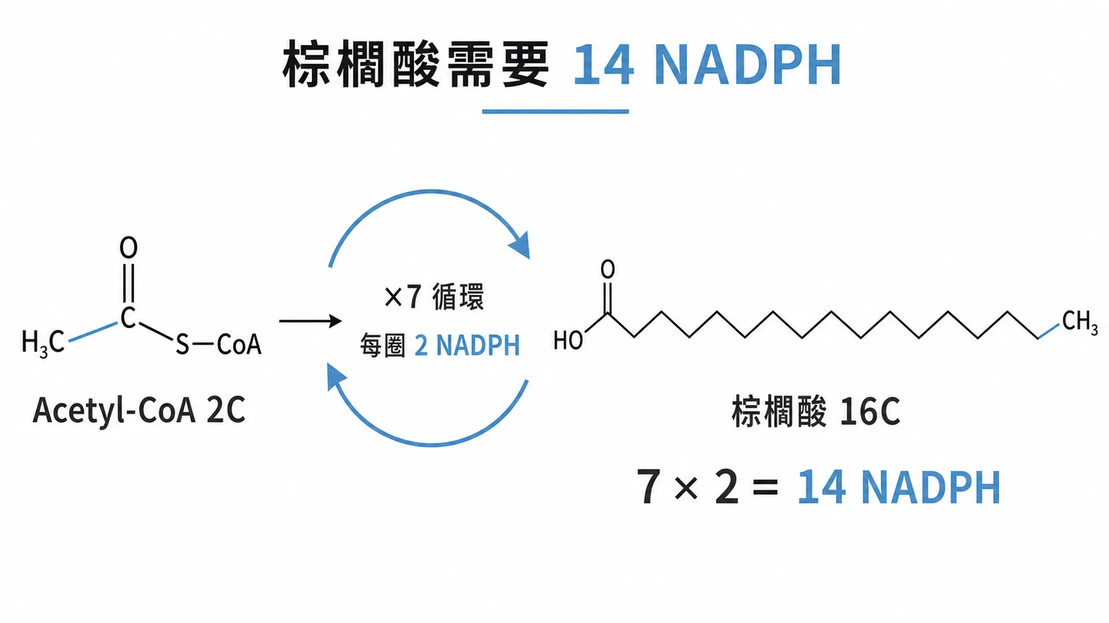 合成棕櫚酸需要 7 循環 × 2 NADPH = 14 NADPH 的計算示意