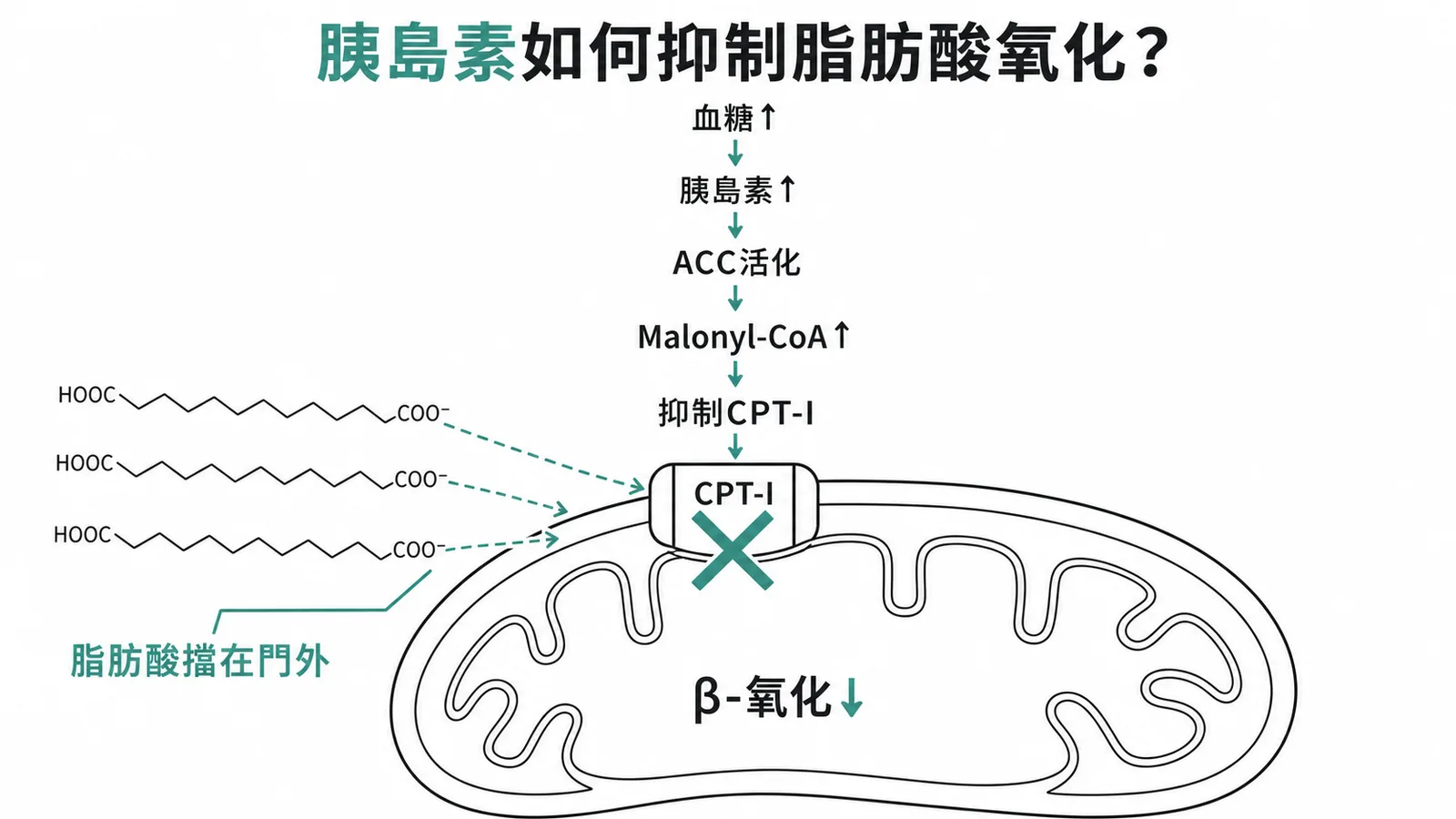 胰島素經malonyl-CoA抑制CPT-I減少脂肪酸氧化的調控流程