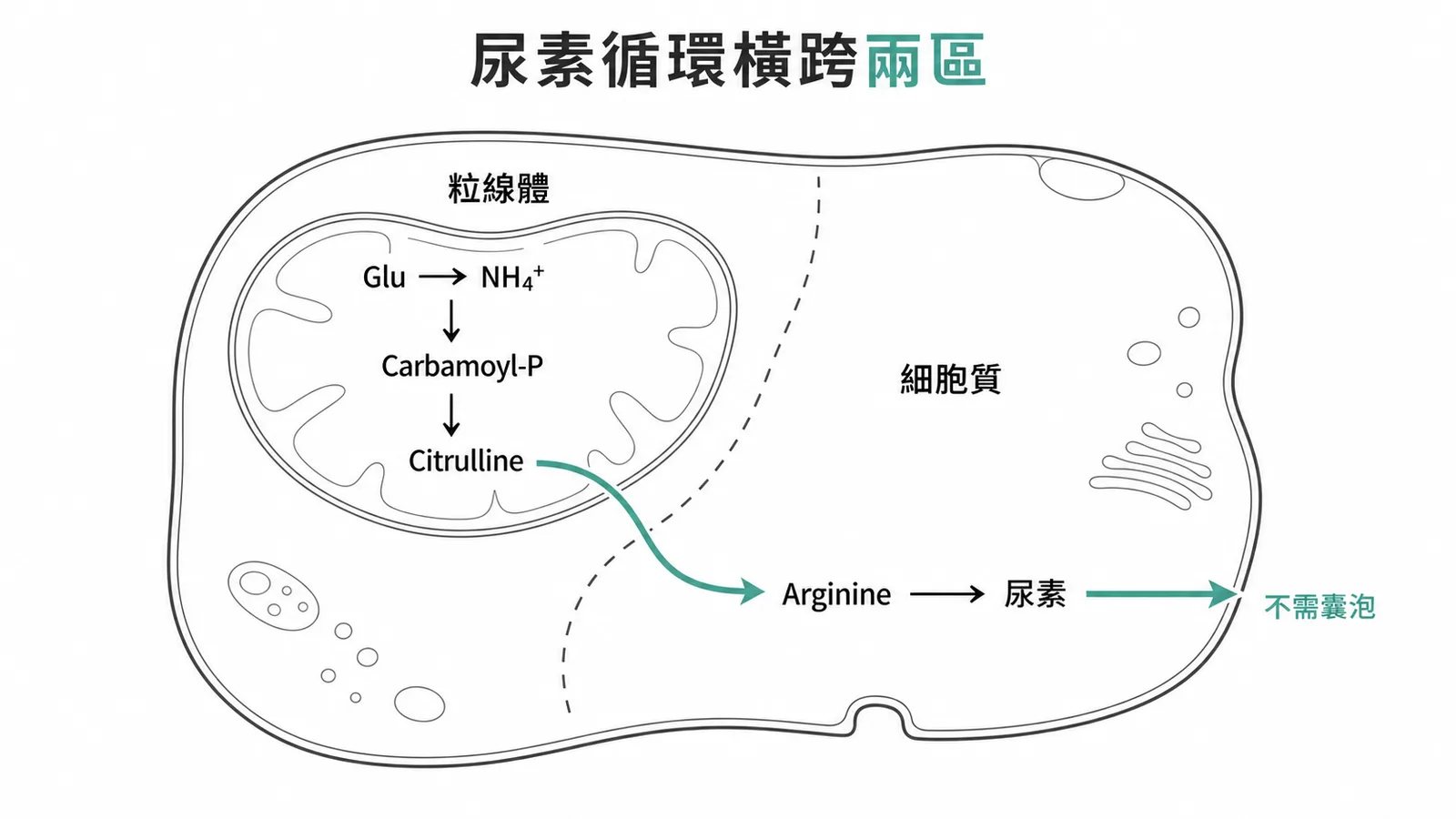 尿素循環跨粒線體和細胞質的反應位置示意圖
