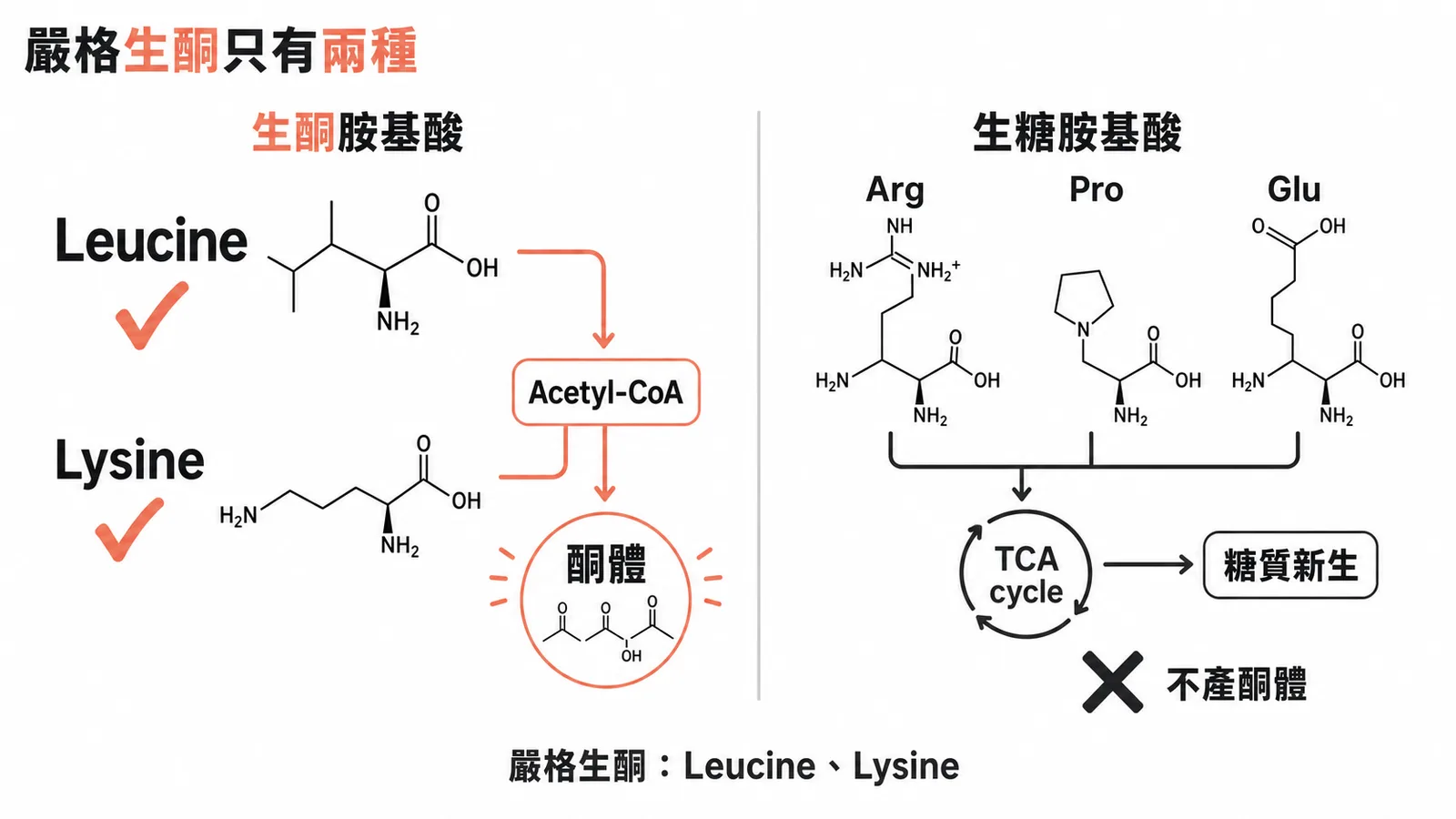 嚴格生酮胺基酸只有Leucine和Lysine的分類示意