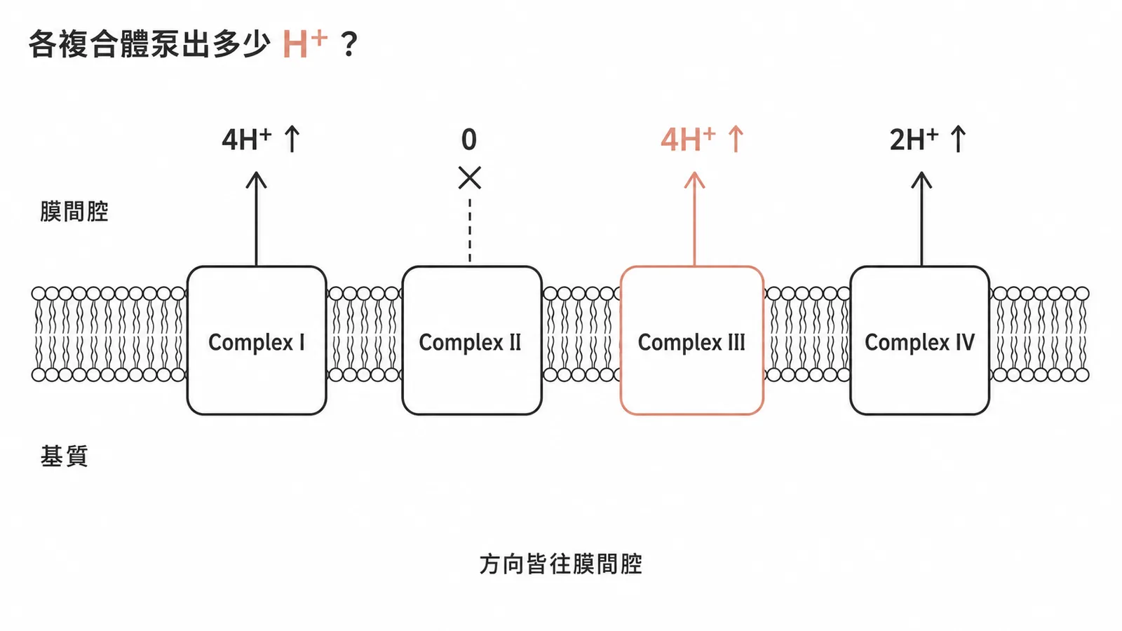 呼吸鏈Complex I/III/IV泵出H+到膜間腔的數量示意