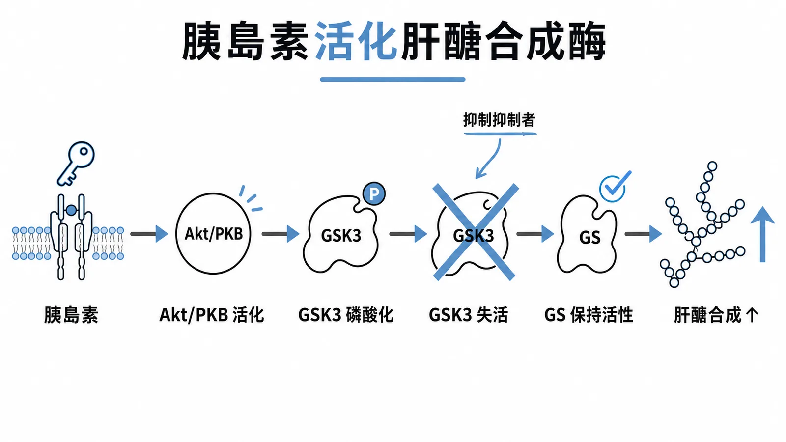 胰島素經Akt磷酸化GSK3使其失活以保持肝醣合成酶活性