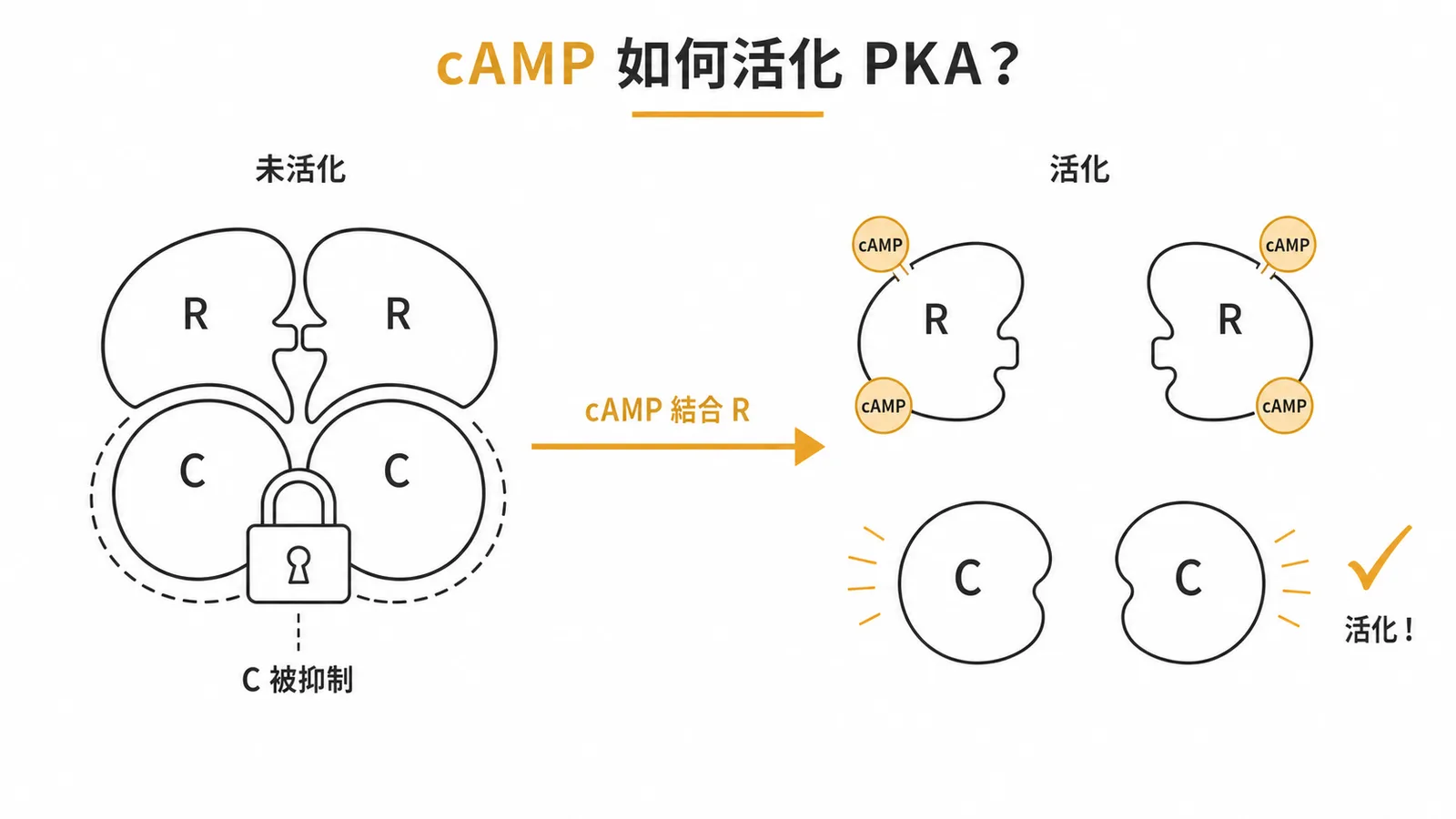 cAMP結合R次單元使PKA催化次單元分離活化的示意圖