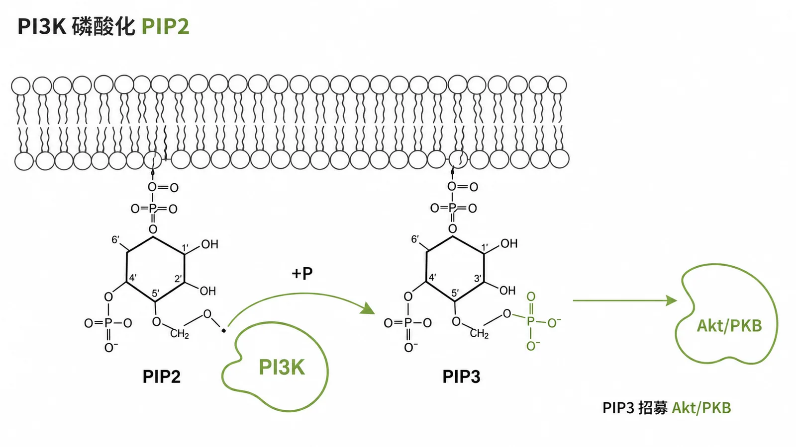 PI3K 磷酸化 PIP2 生成 PIP3 的細胞膜訊號傳導示意