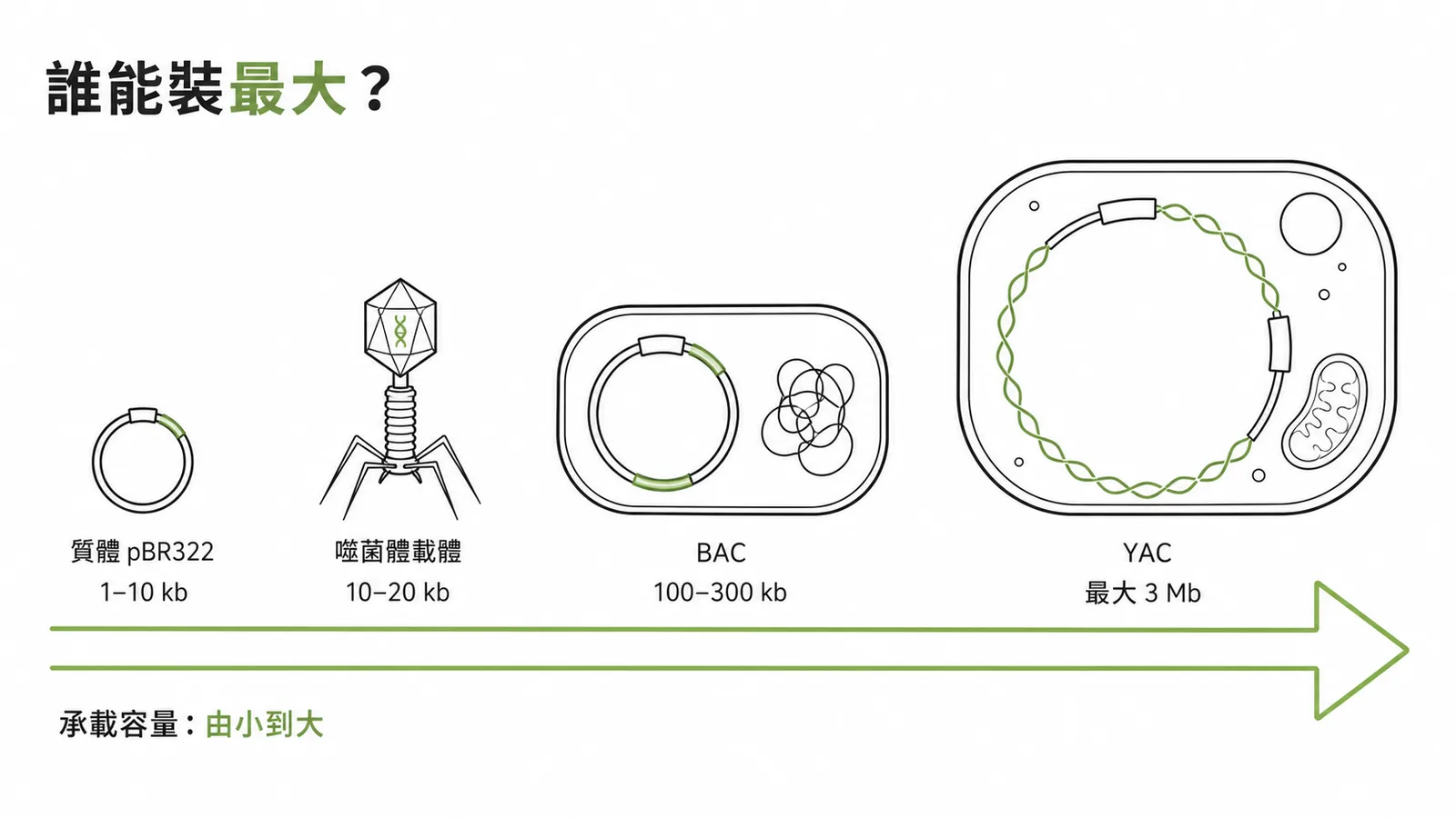 DNA 選殖載體承載量比較：質體到 YAC 由小到大