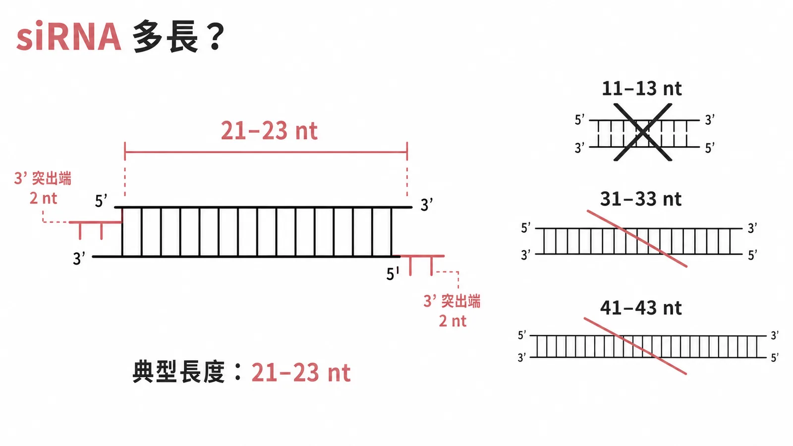 siRNA 典型長度為 21-23 個核苷酸
