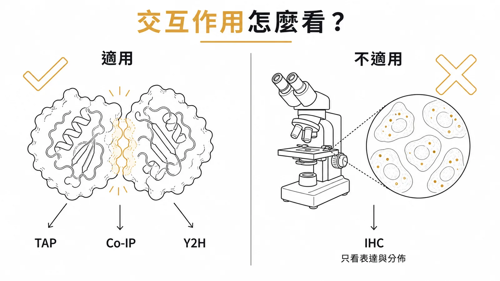 蛋白質交互作用分析法：IHC 只看定位、不看交互作用
