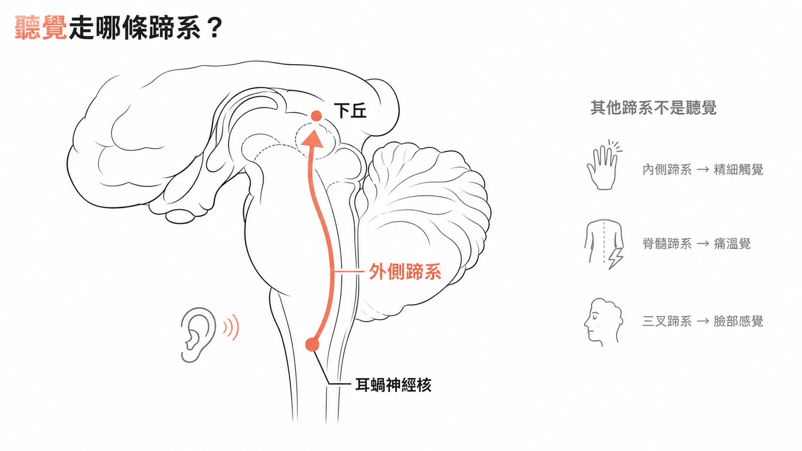 外側蹄系為聽覺路徑從耳蝸神經核到下丘的主要纖維束