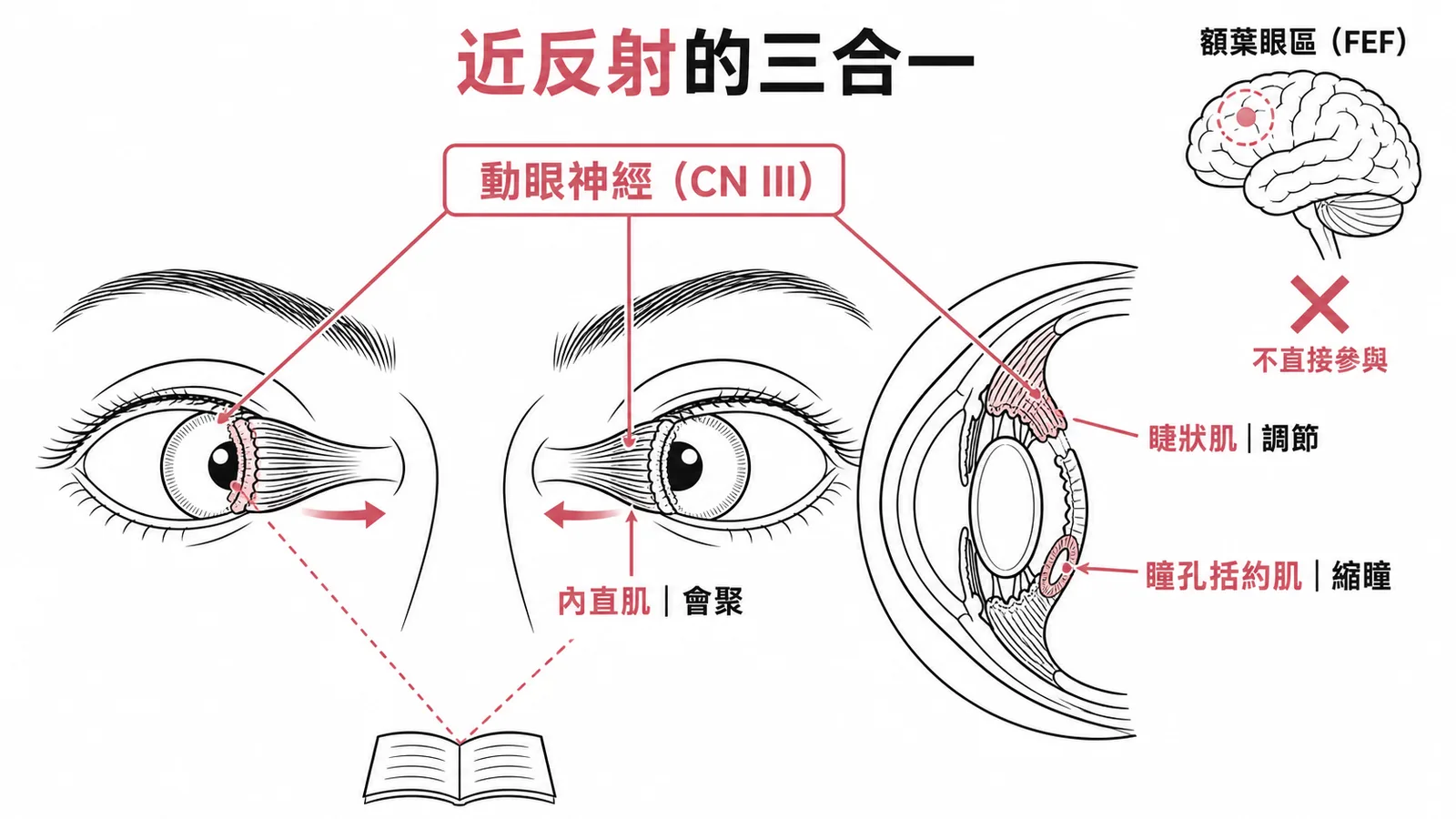 近反射三合一由動眼神經支配而額葉眼區不直接參與