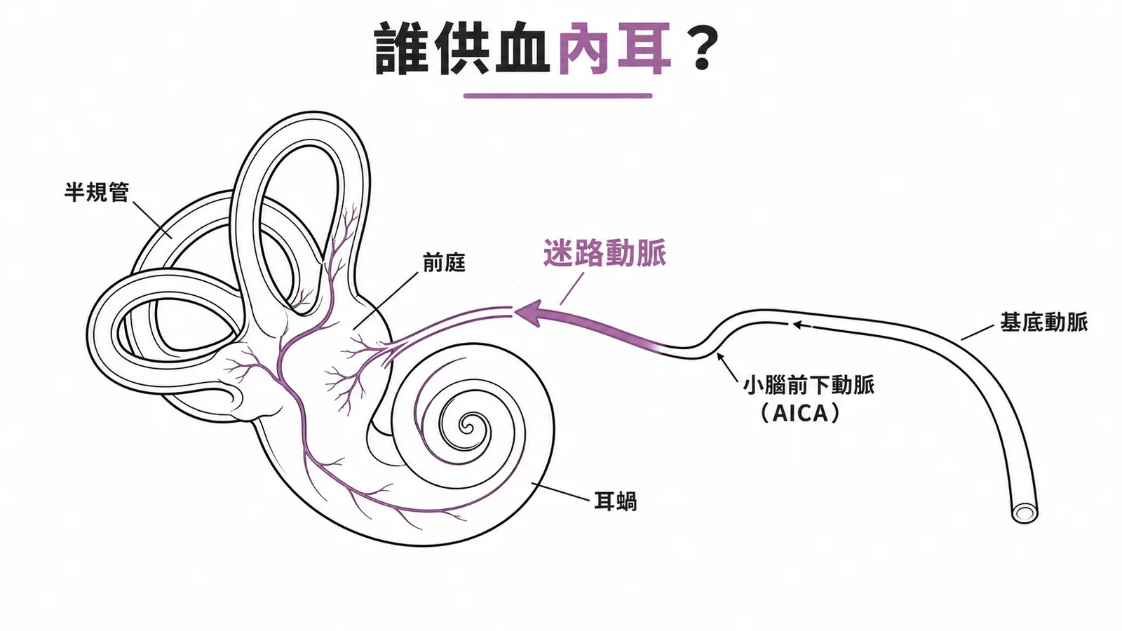 迷路動脈從AICA分支供血內耳示意圖