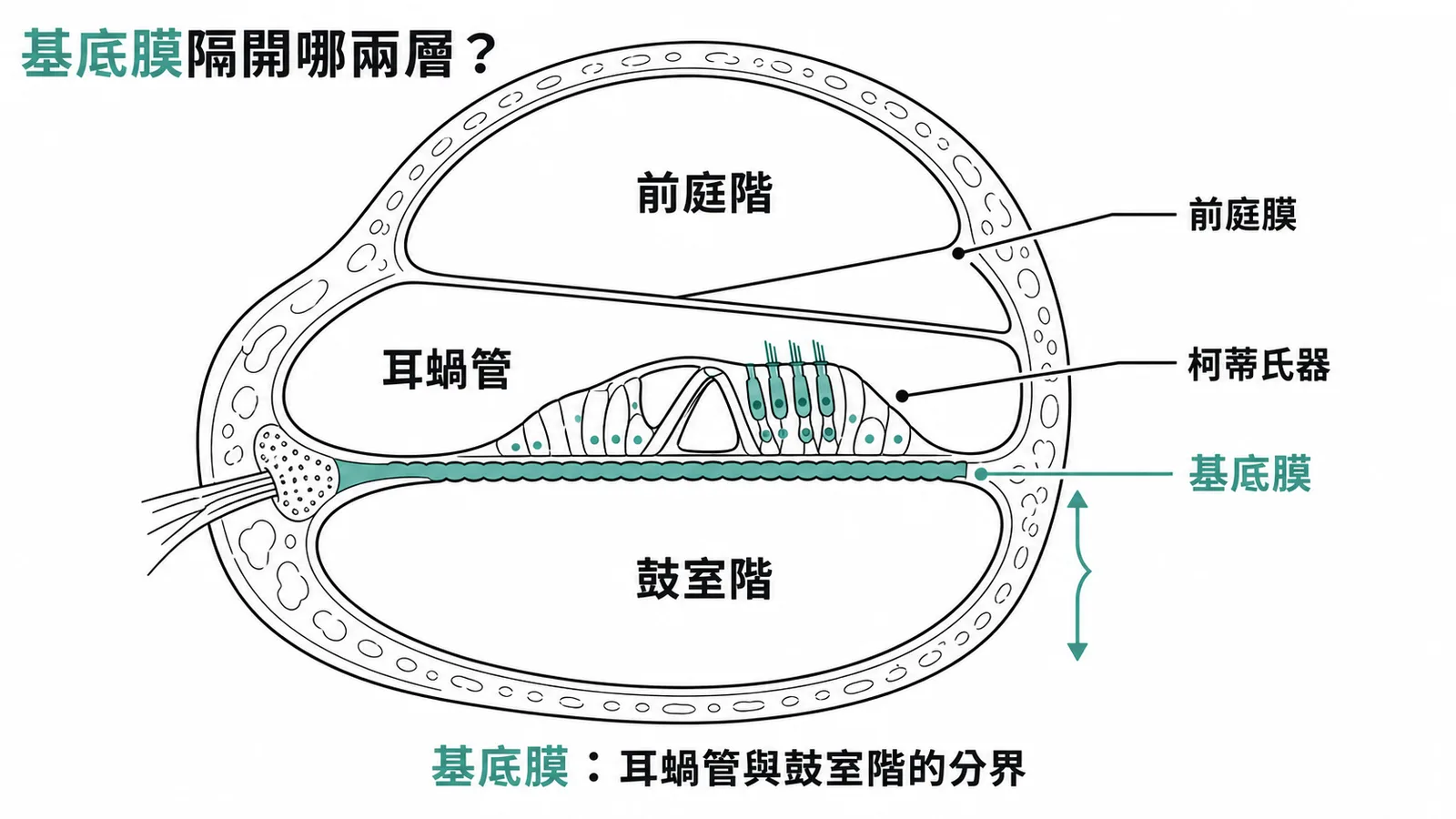 耳蝸橫切面：基底膜隔開耳蝸管與鼓室階